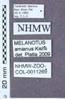 Etikett zu Melanotus amianus (Kishii, 1992)